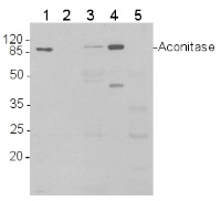 ACO1 | Aconitase in the group Antibodies Plant/Algal  / Mitochondria | Respiration at Agrisera AB (Antibodies for research) (AS09 521)
